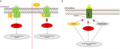 Targeting Growth Factor Signaling Pathways in Pancreatic Cancer: Towards Inhibiting Chemoresistance